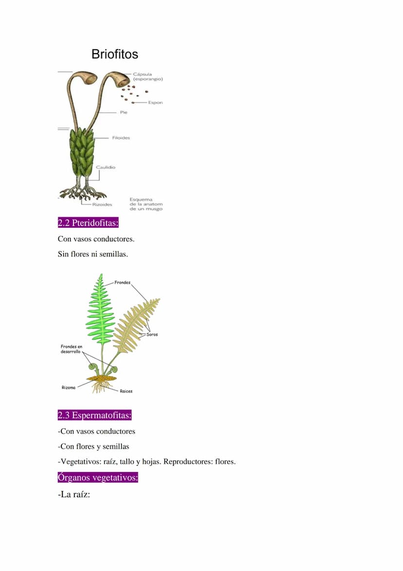 Las plantas
1 ¿Qué son las plantas?
-Organismos pluricelulares.
-Formados por células eucariotas vegetales.
-Con nutrición autótrofa.
-Capac