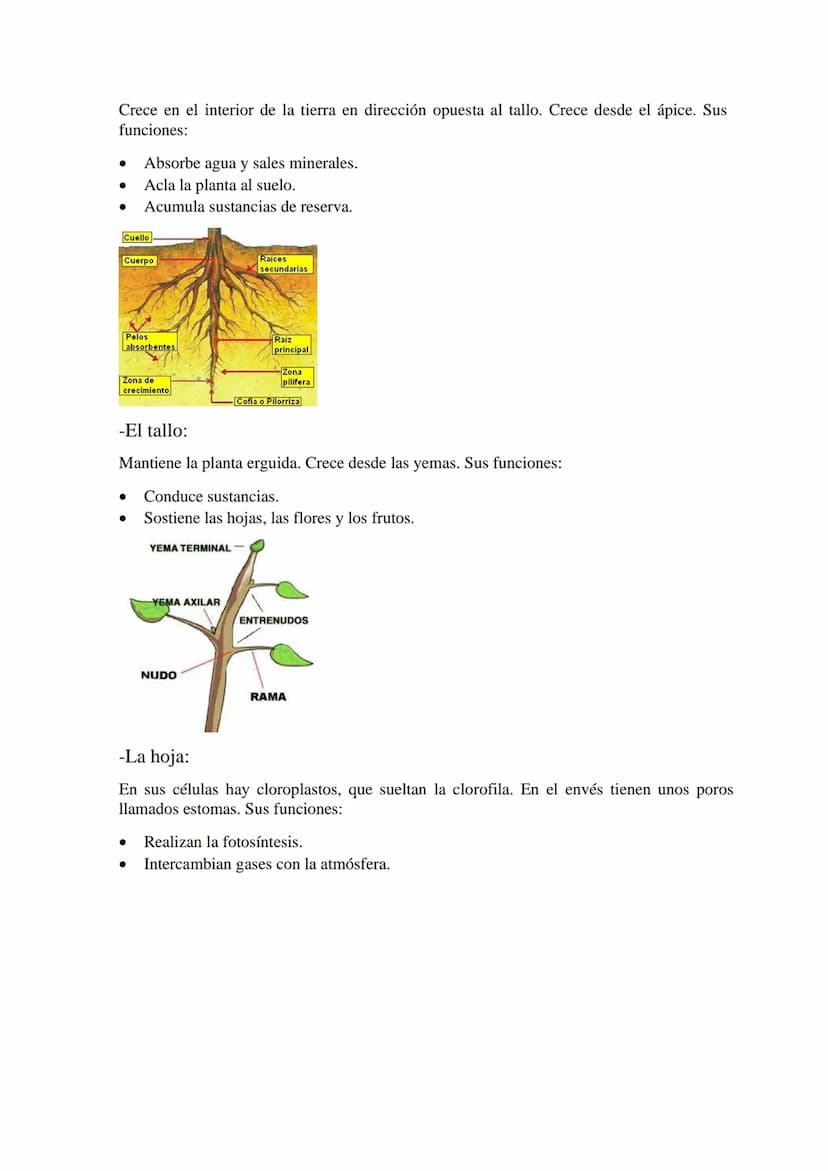 Las plantas
1 ¿Qué son las plantas?
-Organismos pluricelulares.
-Formados por células eucariotas vegetales.
-Con nutrición autótrofa.
-Capac