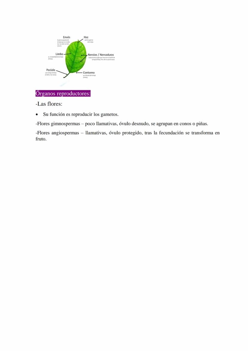Las plantas
1 ¿Qué son las plantas?
-Organismos pluricelulares.
-Formados por células eucariotas vegetales.
-Con nutrición autótrofa.
-Capac