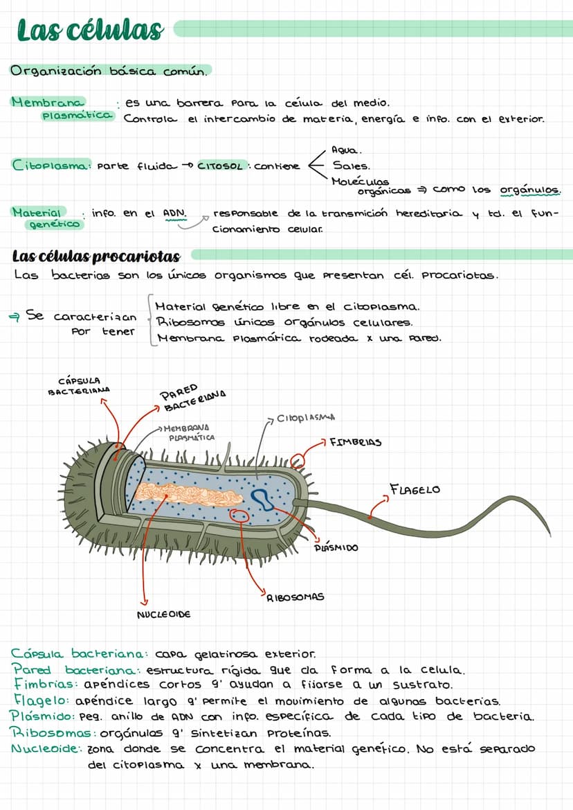 Laz
celulas Composición de la materia.
Agua (H₂O).
Gases atmosféricos.
MATERIA
INERTE
SERES
UIVOS
inorgánicos
inorgánicas. *
orgánicas.
Comp