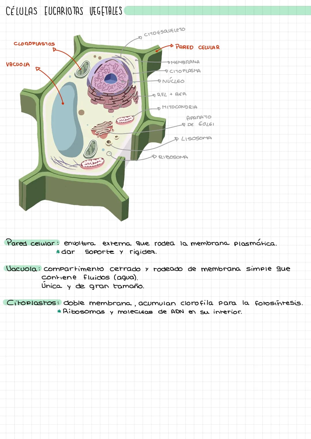 Laz
celulas Composición de la materia.
Agua (H₂O).
Gases atmosféricos.
MATERIA
INERTE
SERES
UIVOS
inorgánicos
inorgánicas. *
orgánicas.
Comp