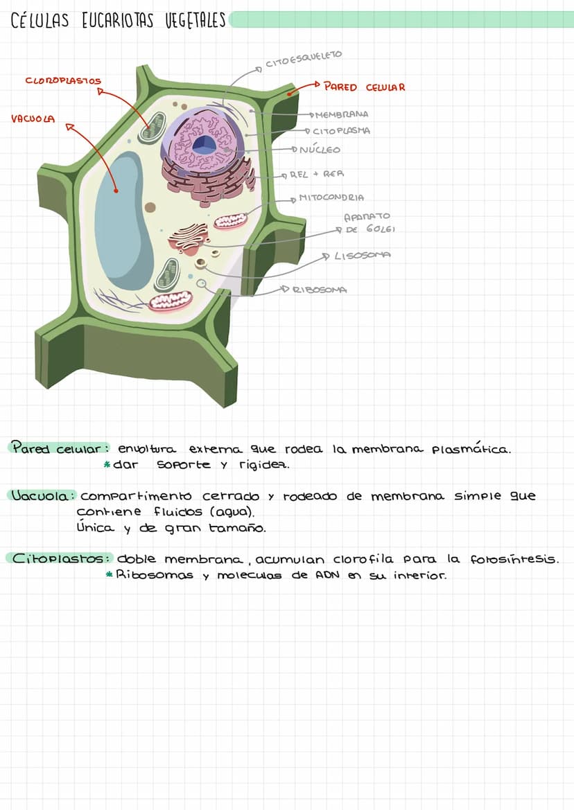Laz
celulas Composición de la materia.
Agua (H₂O).
Gases atmosféricos.
MATERIA
INERTE
SERES
UIVOS
inorgánicos
inorgánicas. *
orgánicas.
Comp