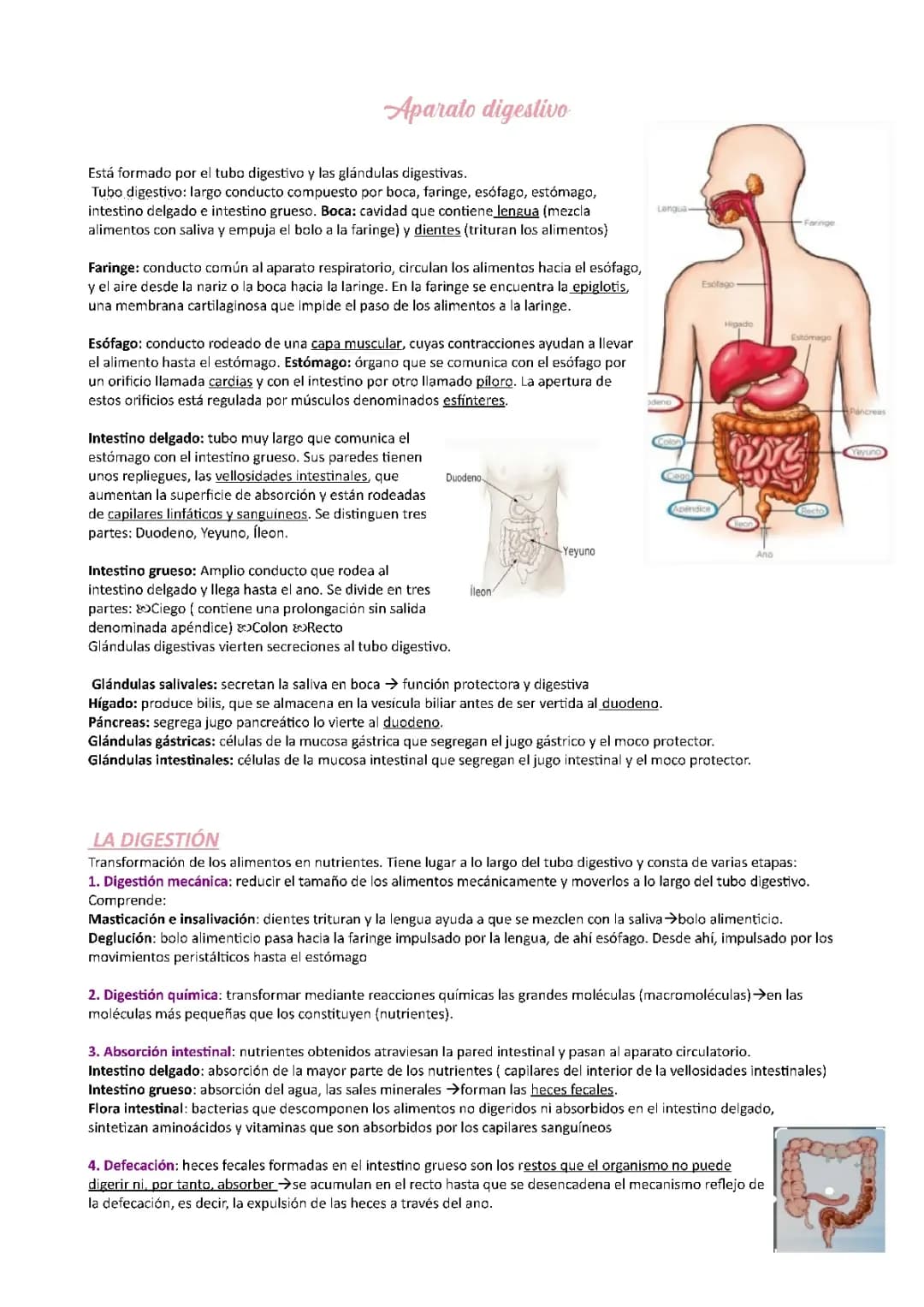 ¡Explora el Aparato Digestivo para Niños! Partes y Funciones de la Digestión
