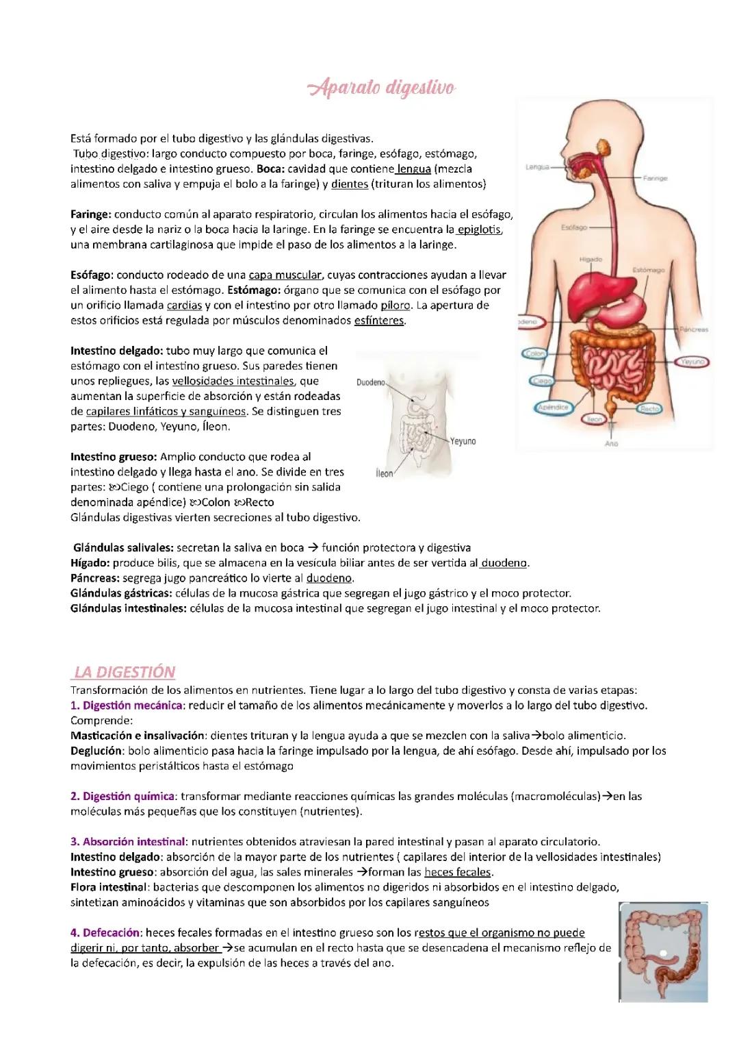 ¡Explora el Aparato Digestivo para Niños! Partes y Funciones de la Digestión