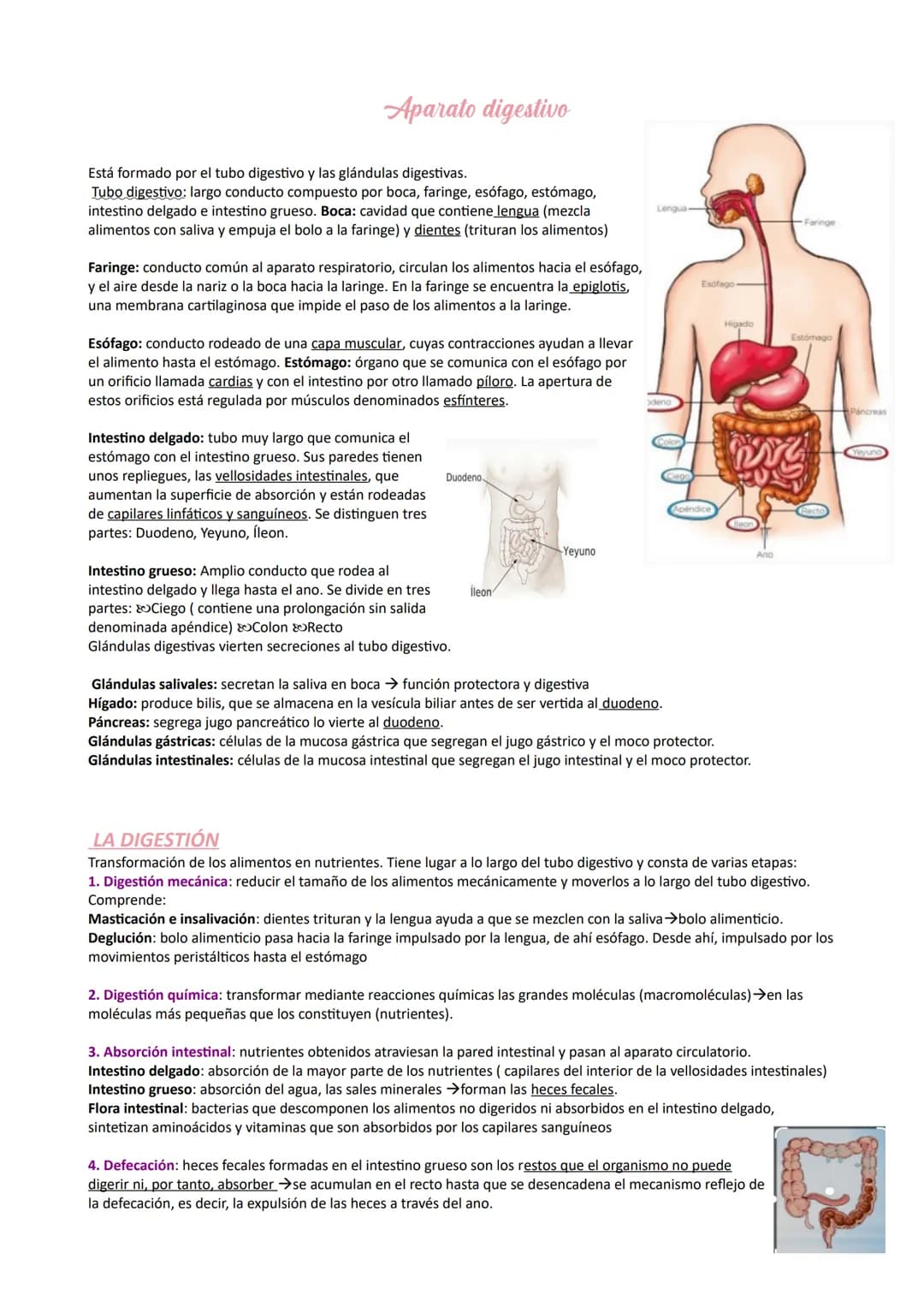 Aparato digestivo
Está formado por el tubo digestivo y las glándulas digestivas.
Tubo digestivo: largo conducto compuesto por boca, faringe,