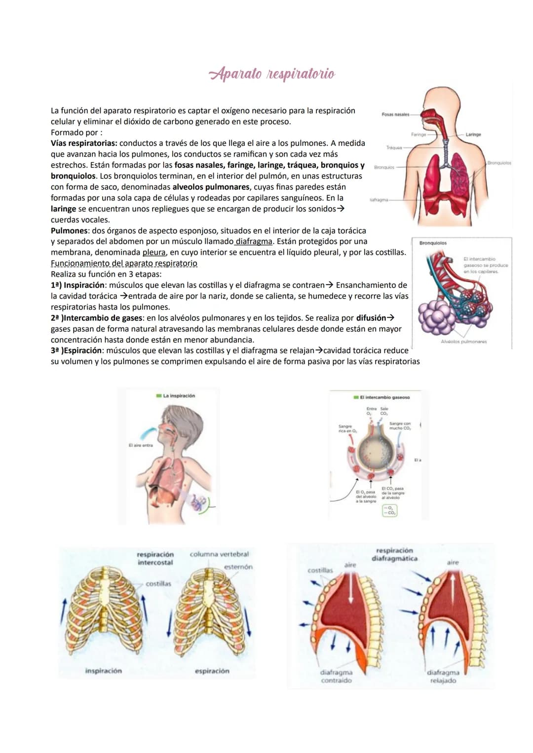 Aparato digestivo
Está formado por el tubo digestivo y las glándulas digestivas.
Tubo digestivo: largo conducto compuesto por boca, faringe,