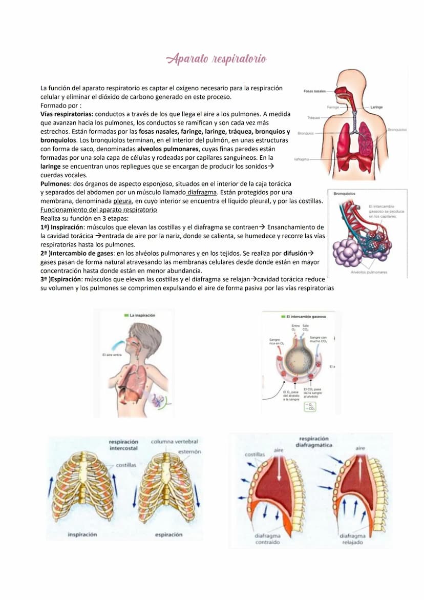 Aparato digestivo
Está formado por el tubo digestivo y las glándulas digestivas.
Tubo digestivo: largo conducto compuesto por boca, faringe,