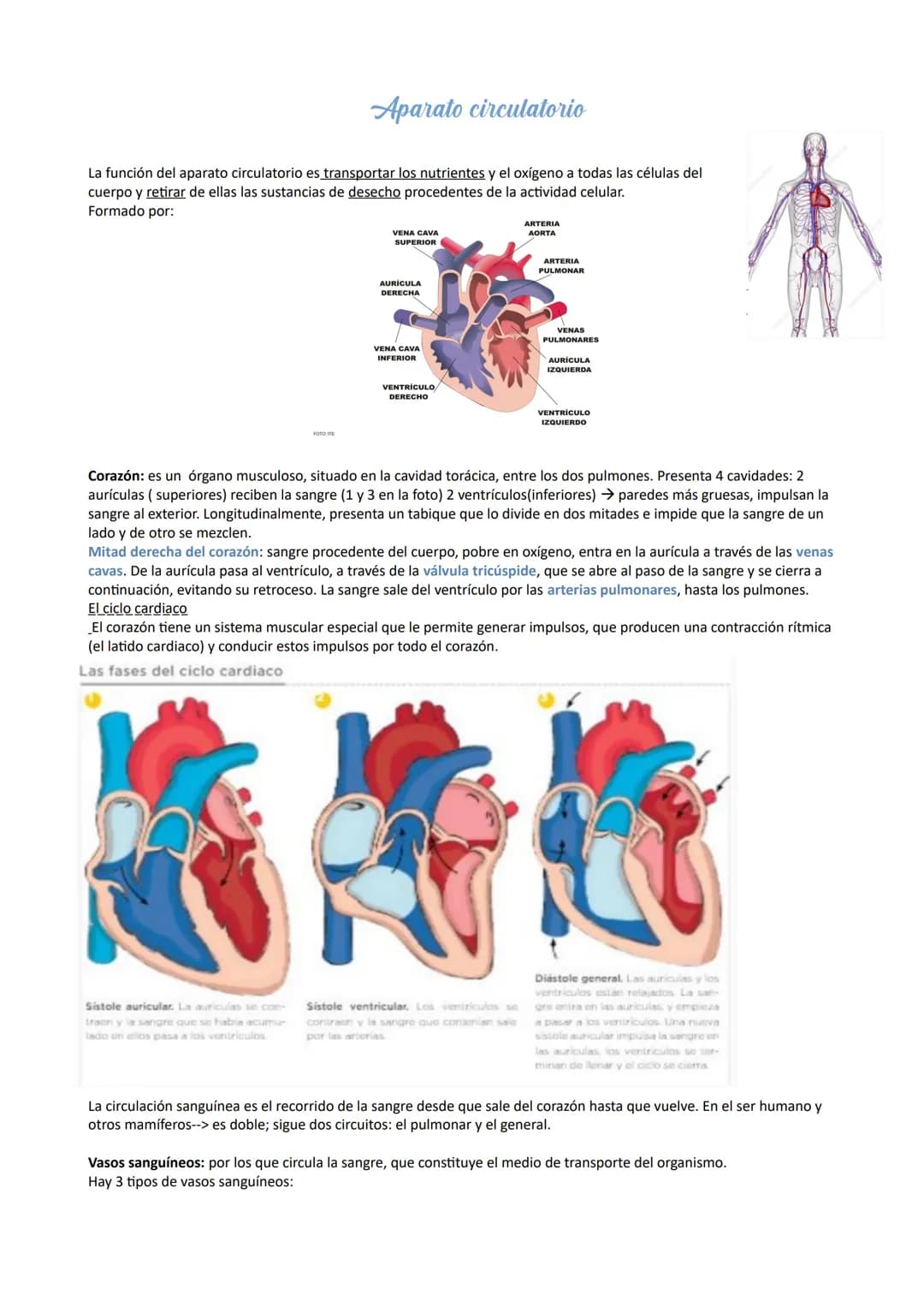 Aparato digestivo
Está formado por el tubo digestivo y las glándulas digestivas.
Tubo digestivo: largo conducto compuesto por boca, faringe,