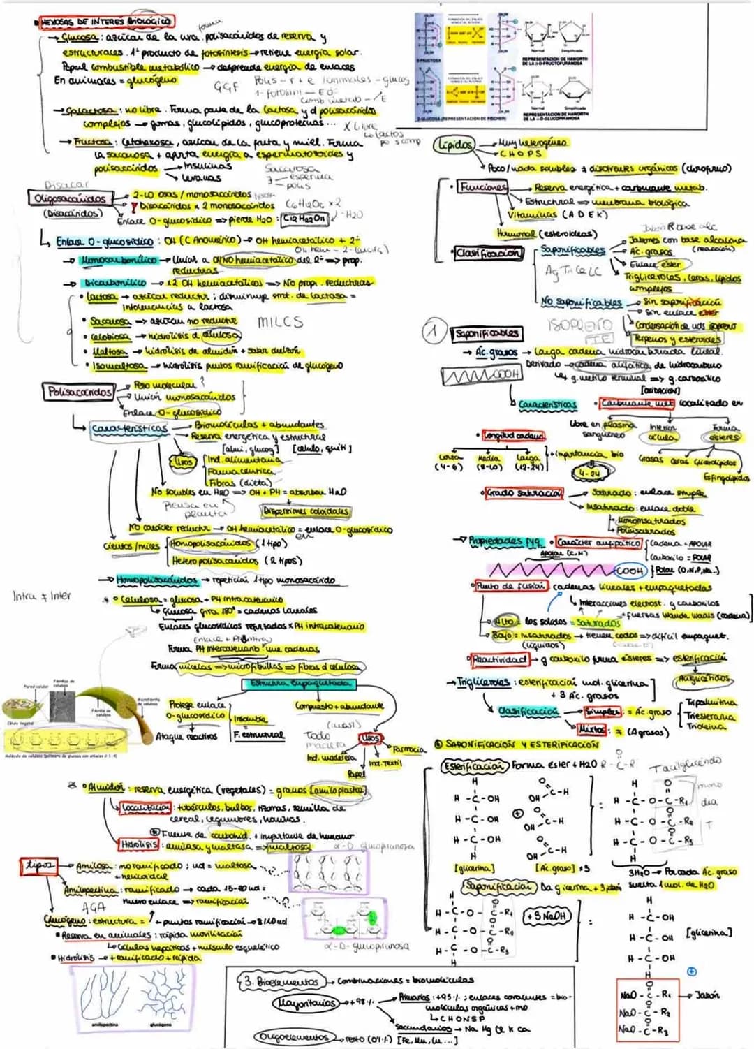 TEMA 1: βιοQuímica
1. Biomoléculas inorganicas
H₂S
Ha Te
H₂se
H₂O
Estado liquido
Rectrones repartidos desigualmente
porque el oxigeno es mas