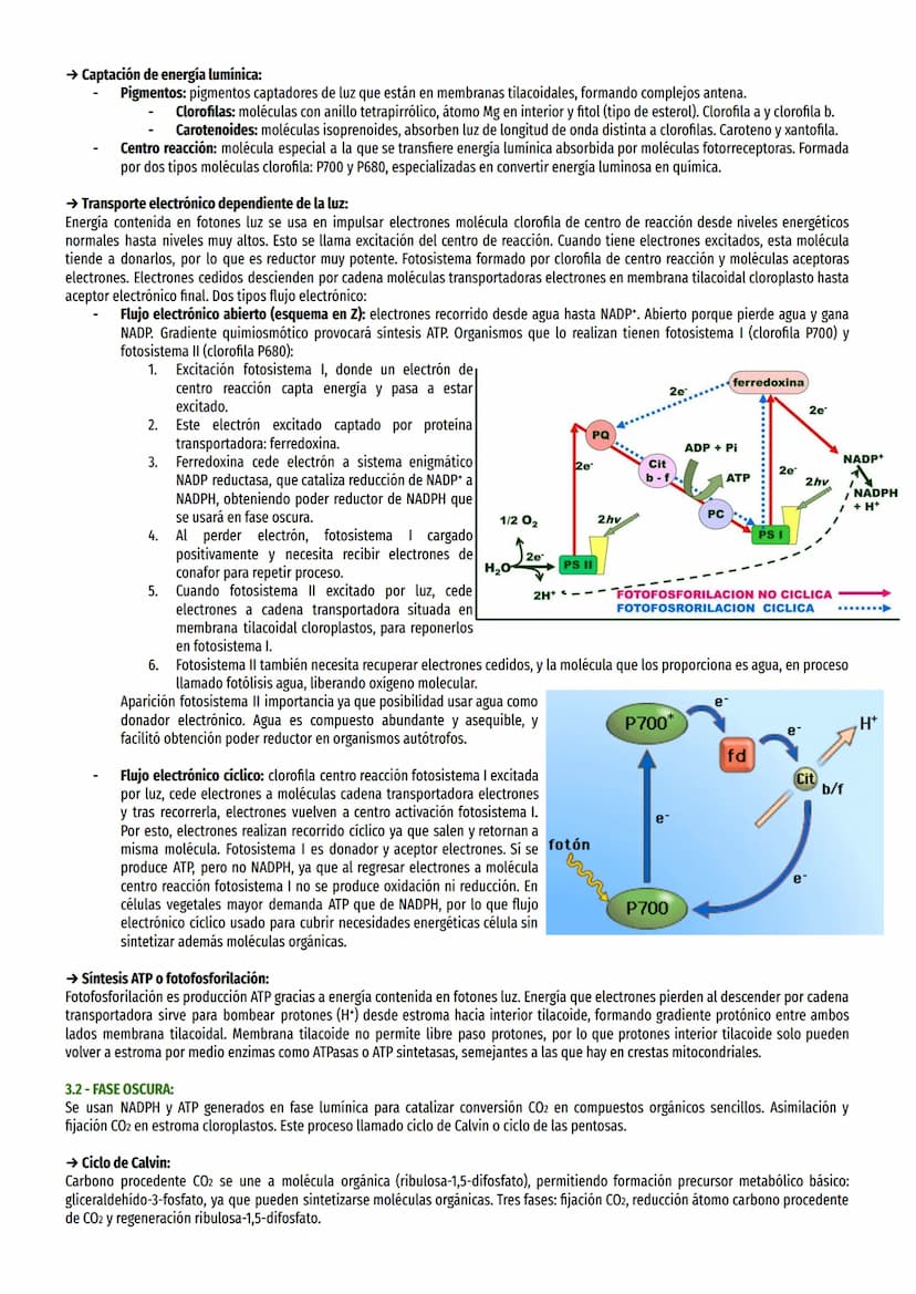 TEMA 14-EL ANABOLISMO:
1-TIPOS DE NUTRICIÓN:
Seres vivos necesitan tomar de entorno materia y energía para sintetizar moléculas y realizar p