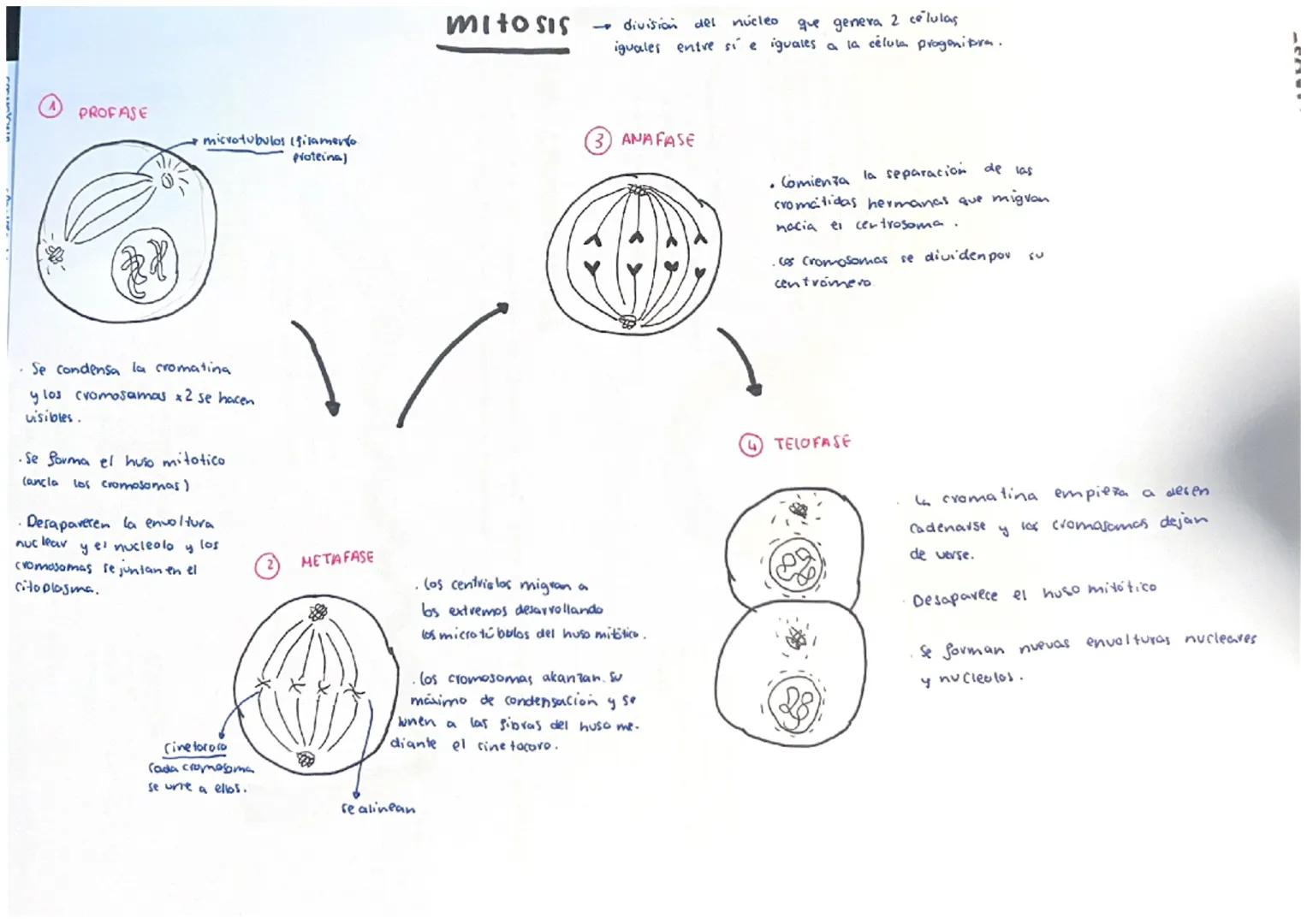 PROFASE
microtubulos (filamento.
proteina)
Se condensa la cromatina
y los cromosamas x2 se hacen
visibles.
Se forma el huso mitotico.
(ancla