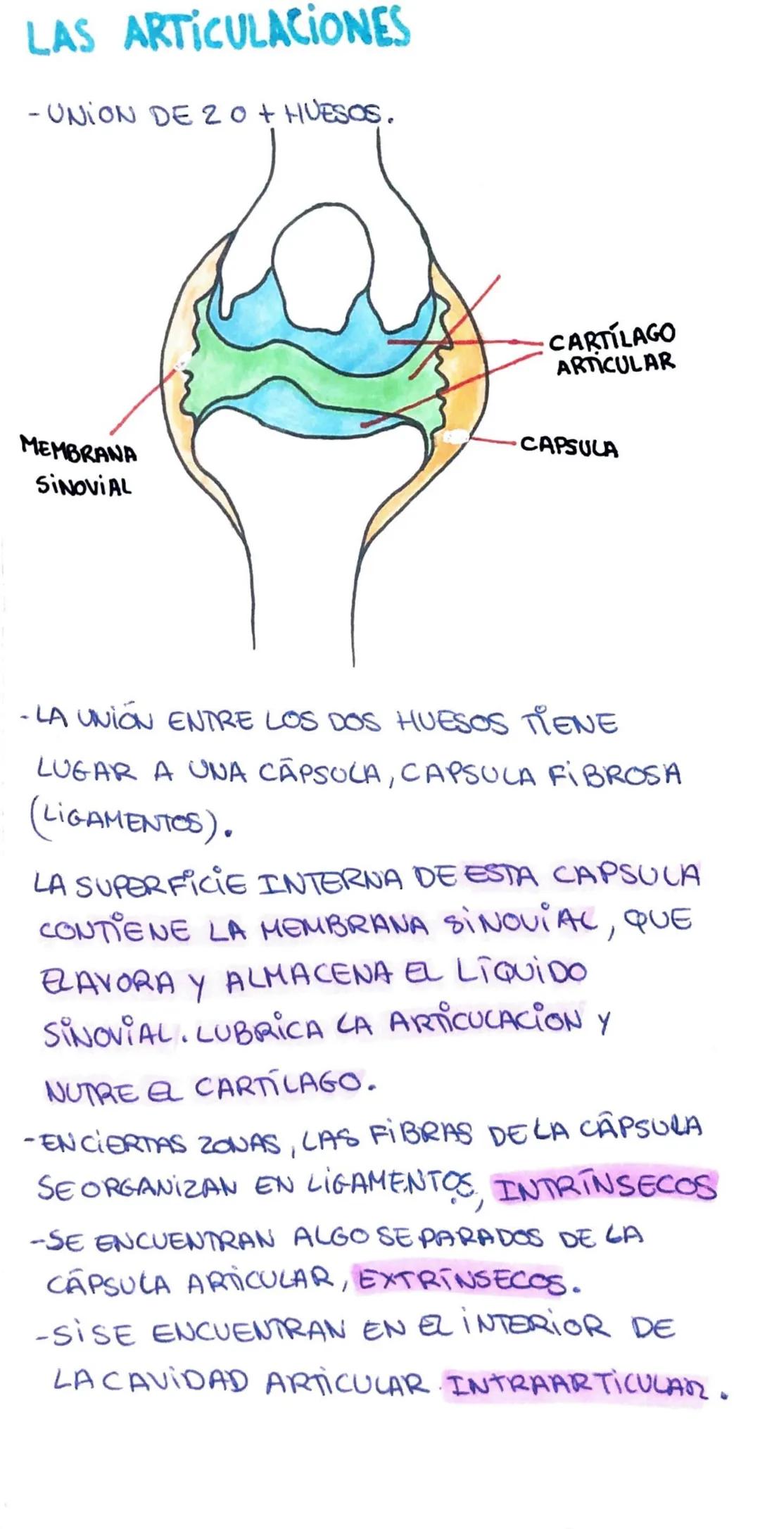 LAS ARTICULACIONES
- UNION DE 20+ HUESOS.
MEMBRANA
SINOVIAL
CARTILAGO
ARTICULAR
CAPSULA
-LA UNIÓN ENTRE LOS DOS HUESOS TIENE
LUGAR A UNA CAP