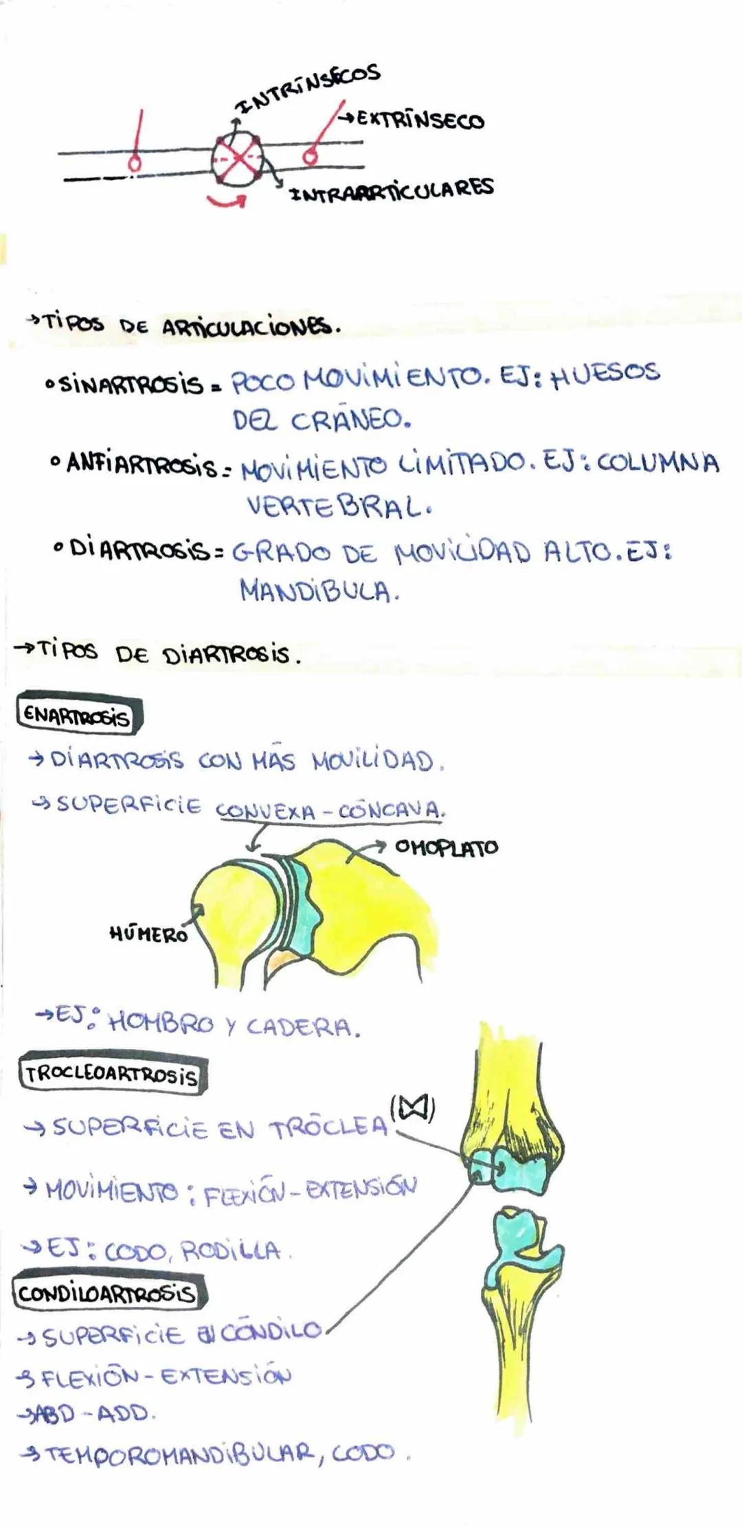 LAS ARTICULACIONES
- UNION DE 20+ HUESOS.
MEMBRANA
SINOVIAL
CARTILAGO
ARTICULAR
CAPSULA
-LA UNIÓN ENTRE LOS DOS HUESOS TIENE
LUGAR A UNA CAP
