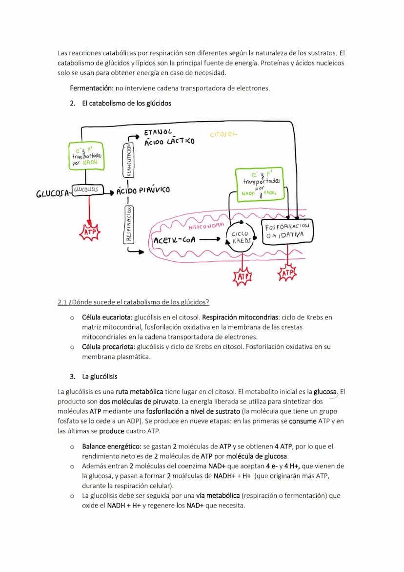 TEMA 10. El catabolismo
1. Energía y catabolismo
CANABOLISMO
Son reacciones de degradación de
moléculas orgánicas complejas en otras
más sen