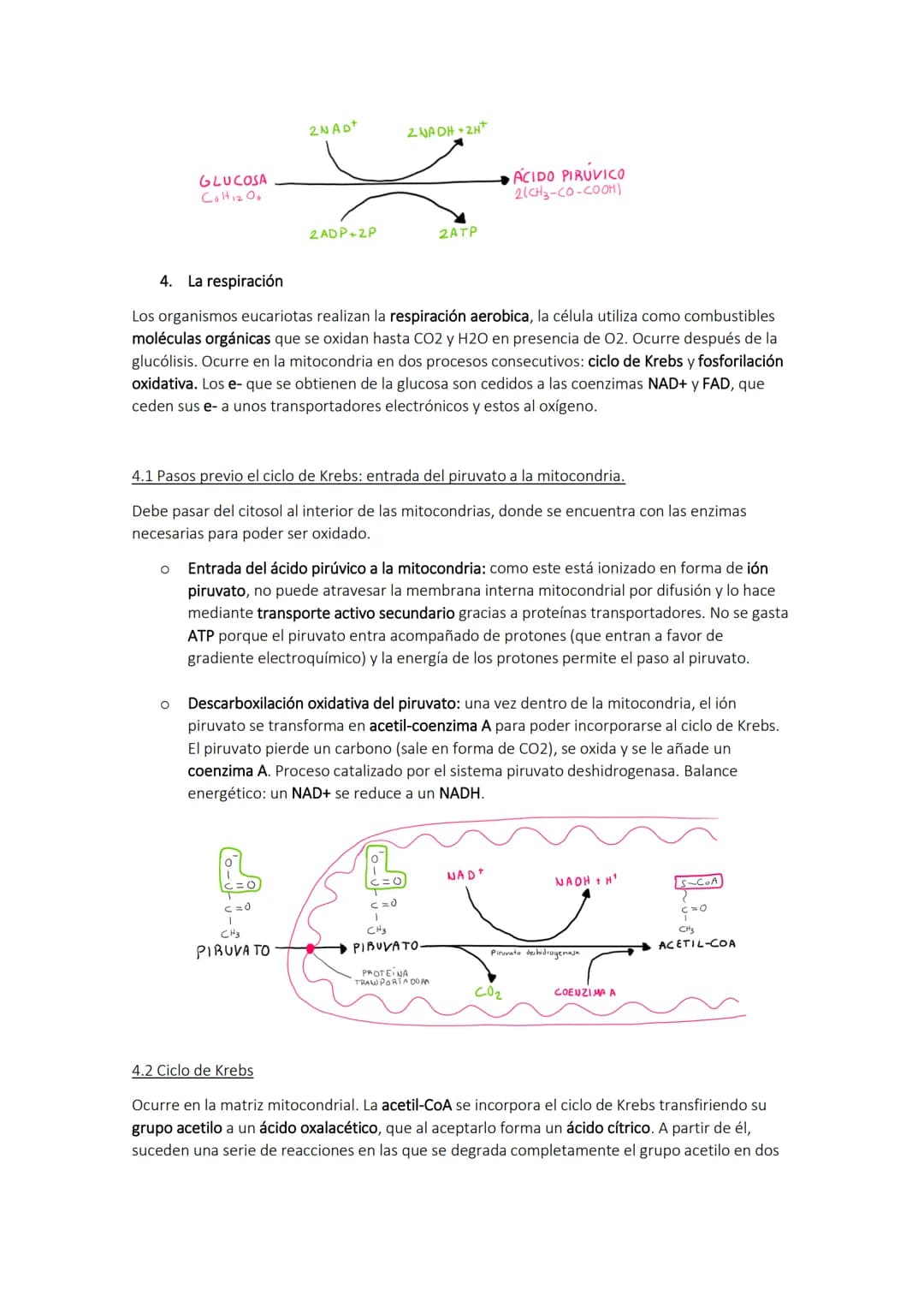 TEMA 10. El catabolismo
1. Energía y catabolismo
CANABOLISMO
Son reacciones de degradación de
moléculas orgánicas complejas en otras
más sen