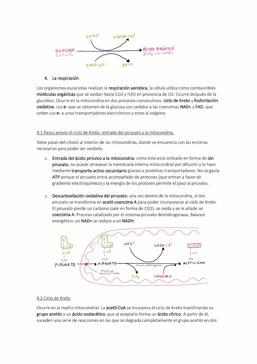 TEMA 10. El catabolismo
1. Energía y catabolismo
CANABOLISMO
Son reacciones de degradación de
moléculas orgánicas complejas en otras
más sen