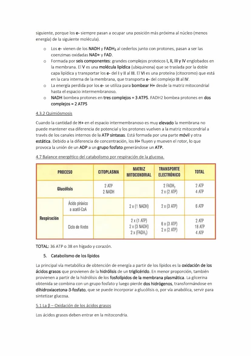 TEMA 10. El catabolismo
1. Energía y catabolismo
CANABOLISMO
Son reacciones de degradación de
moléculas orgánicas complejas en otras
más sen