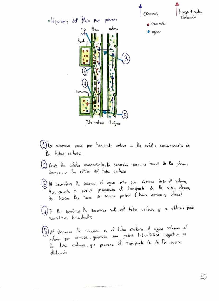 Tema 2: CRasificación y
Nutrición de las Plantas
+
Clasificación de las plantas"
Briófitas
Musgos
Hepaticas
Cormofitas
Son terrestres, de pe