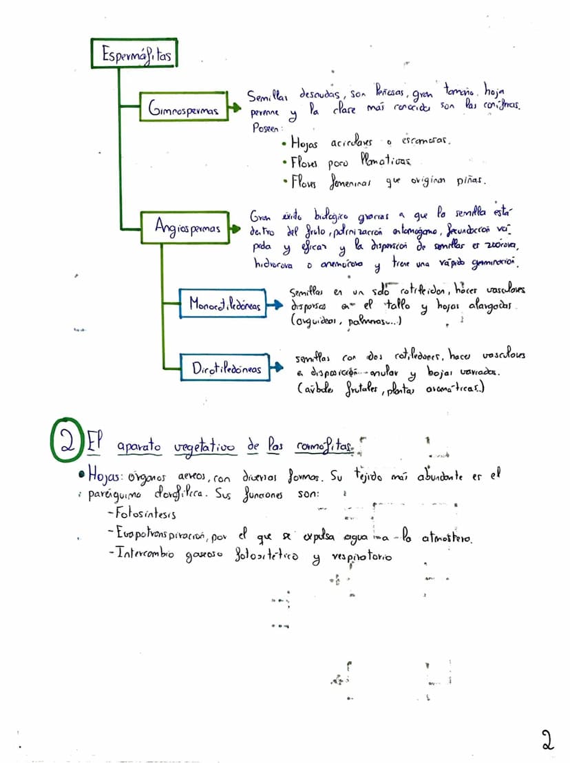 Tema 2: CRasificación y
Nutrición de las Plantas
+
Clasificación de las plantas"
Briófitas
Musgos
Hepaticas
Cormofitas
Son terrestres, de pe