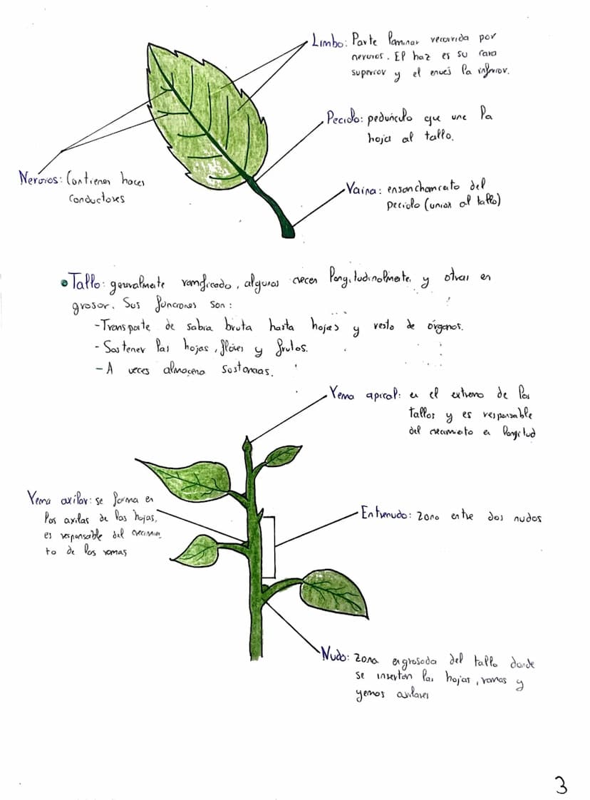 Tema 2: CRasificación y
Nutrición de las Plantas
+
Clasificación de las plantas"
Briófitas
Musgos
Hepaticas
Cormofitas
Son terrestres, de pe