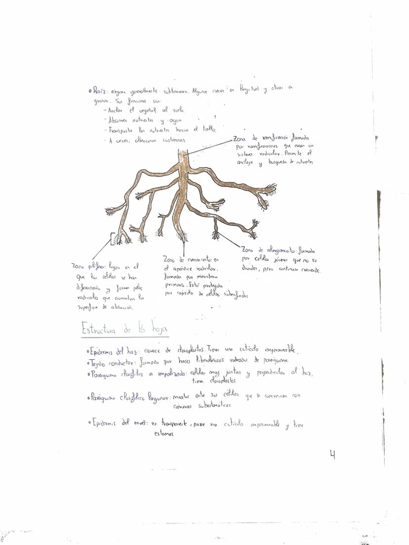 Tema 2: CRasificación y
Nutrición de las Plantas
+
Clasificación de las plantas"
Briófitas
Musgos
Hepaticas
Cormofitas
Son terrestres, de pe