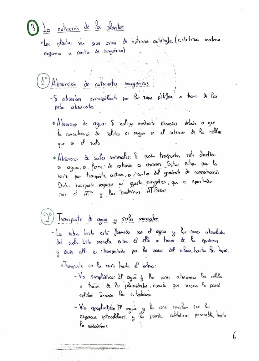 Tema 2: CRasificación y
Nutrición de las Plantas
+
Clasificación de las plantas"
Briófitas
Musgos
Hepaticas
Cormofitas
Son terrestres, de pe