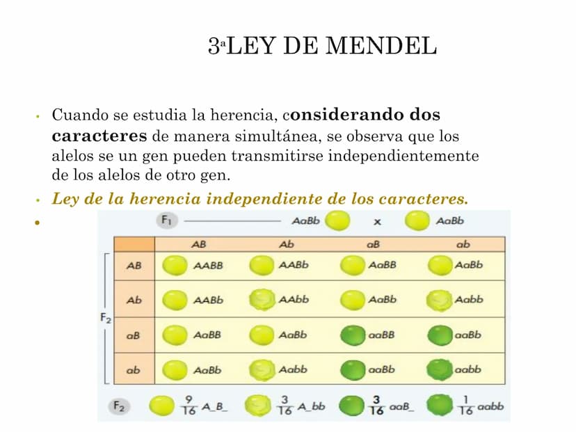 CROMOSOMA:
La especie humana tiene 46 cromosomas, de los cuales, 23 son de la
madre y otros 23, son del padre.
Los machos son XY y las hembr