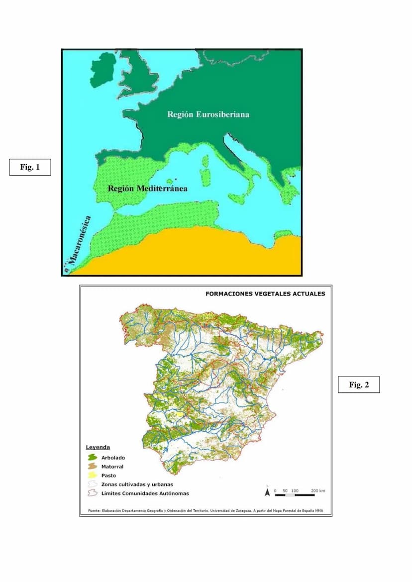 Las regiones
biogeográfica de
España
Tema 5
HAYEDOS
ROBLEDALES
MELOJO Y REBOLLO
VEGETACIÓN DE
MONTANA
ENCINARES
ALCORNOCALES
MATORRALES TEMA