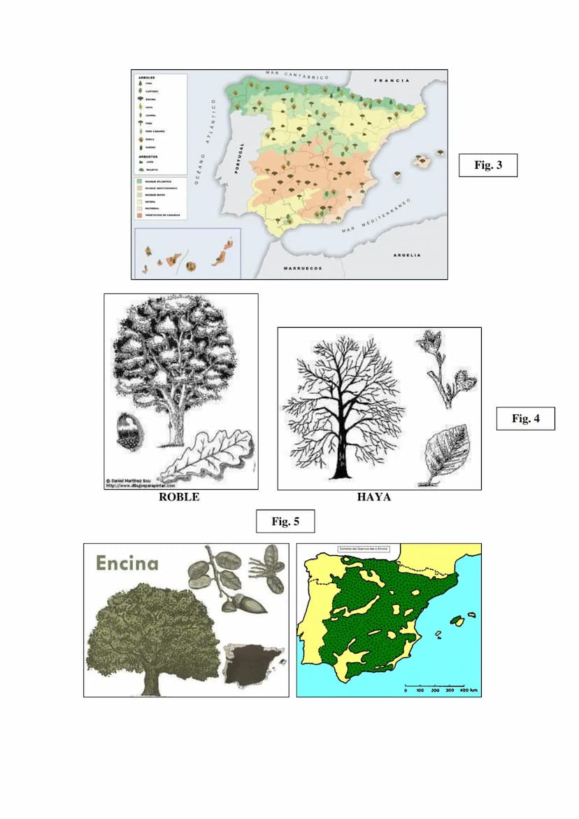 Las regiones
biogeográfica de
España
Tema 5
HAYEDOS
ROBLEDALES
MELOJO Y REBOLLO
VEGETACIÓN DE
MONTANA
ENCINARES
ALCORNOCALES
MATORRALES TEMA