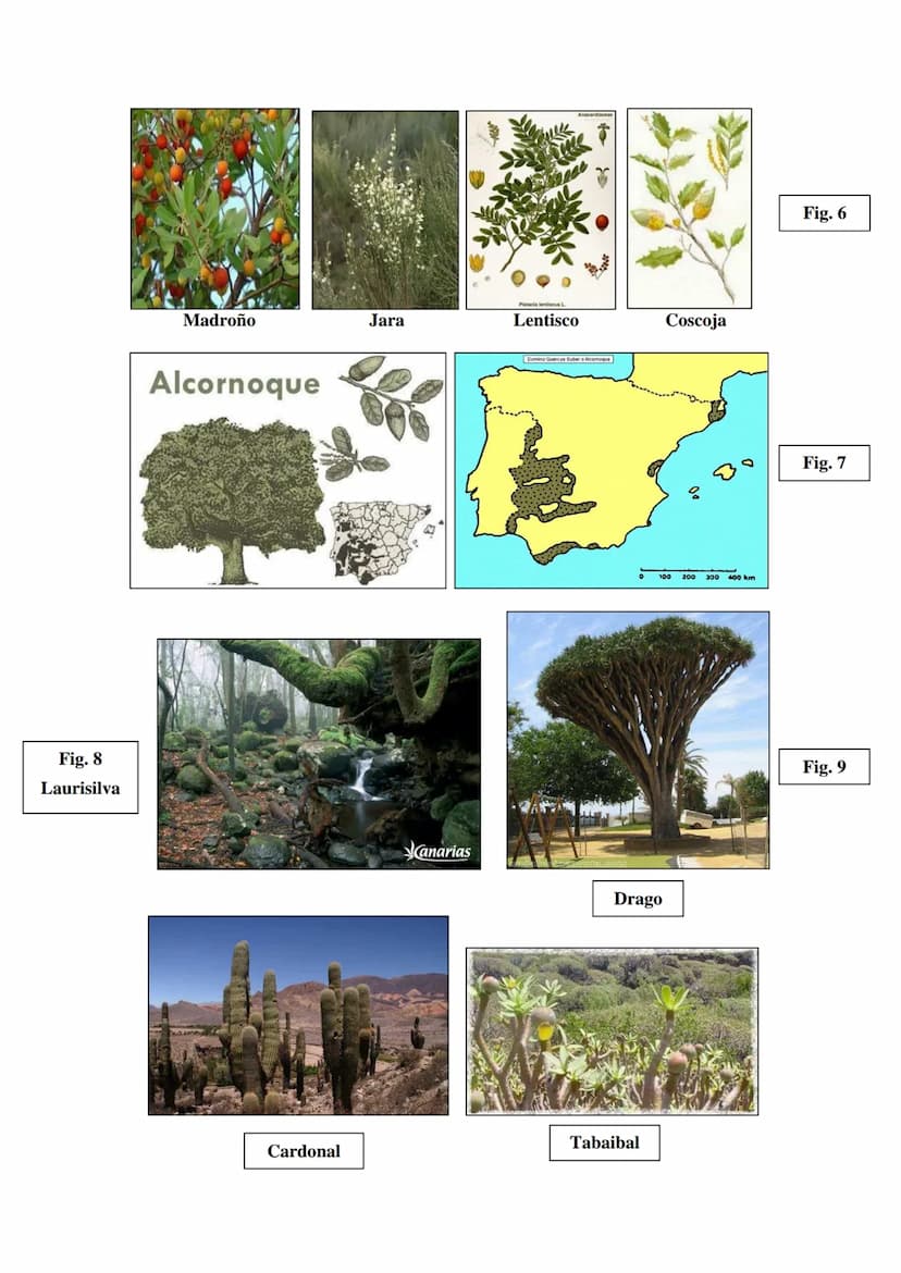 Las regiones
biogeográfica de
España
Tema 5
HAYEDOS
ROBLEDALES
MELOJO Y REBOLLO
VEGETACIÓN DE
MONTANA
ENCINARES
ALCORNOCALES
MATORRALES TEMA