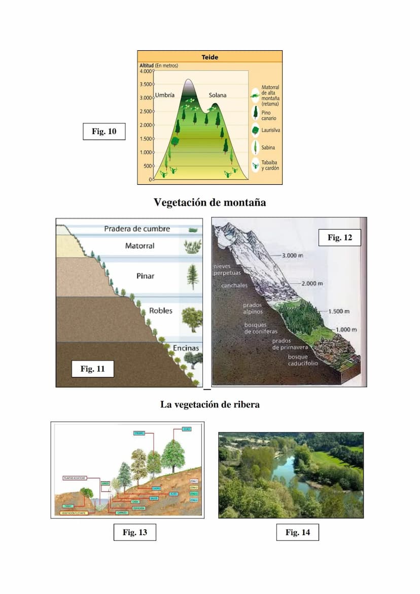 Las regiones
biogeográfica de
España
Tema 5
HAYEDOS
ROBLEDALES
MELOJO Y REBOLLO
VEGETACIÓN DE
MONTANA
ENCINARES
ALCORNOCALES
MATORRALES TEMA