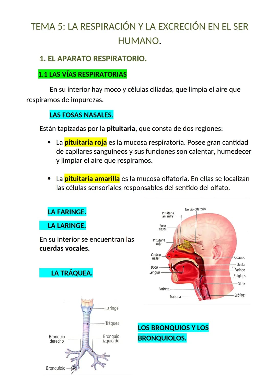<h2 id="elaparatorespiratorioysuspartes">El aparato respiratorio y sus partes</h2>
<p>El aparato respiratorio es un conjunto de órganos que 