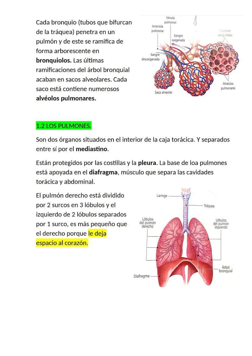<h2 id="elaparatorespiratorioysuspartes">El aparato respiratorio y sus partes</h2>
<p>El aparato respiratorio es un conjunto de órganos que 