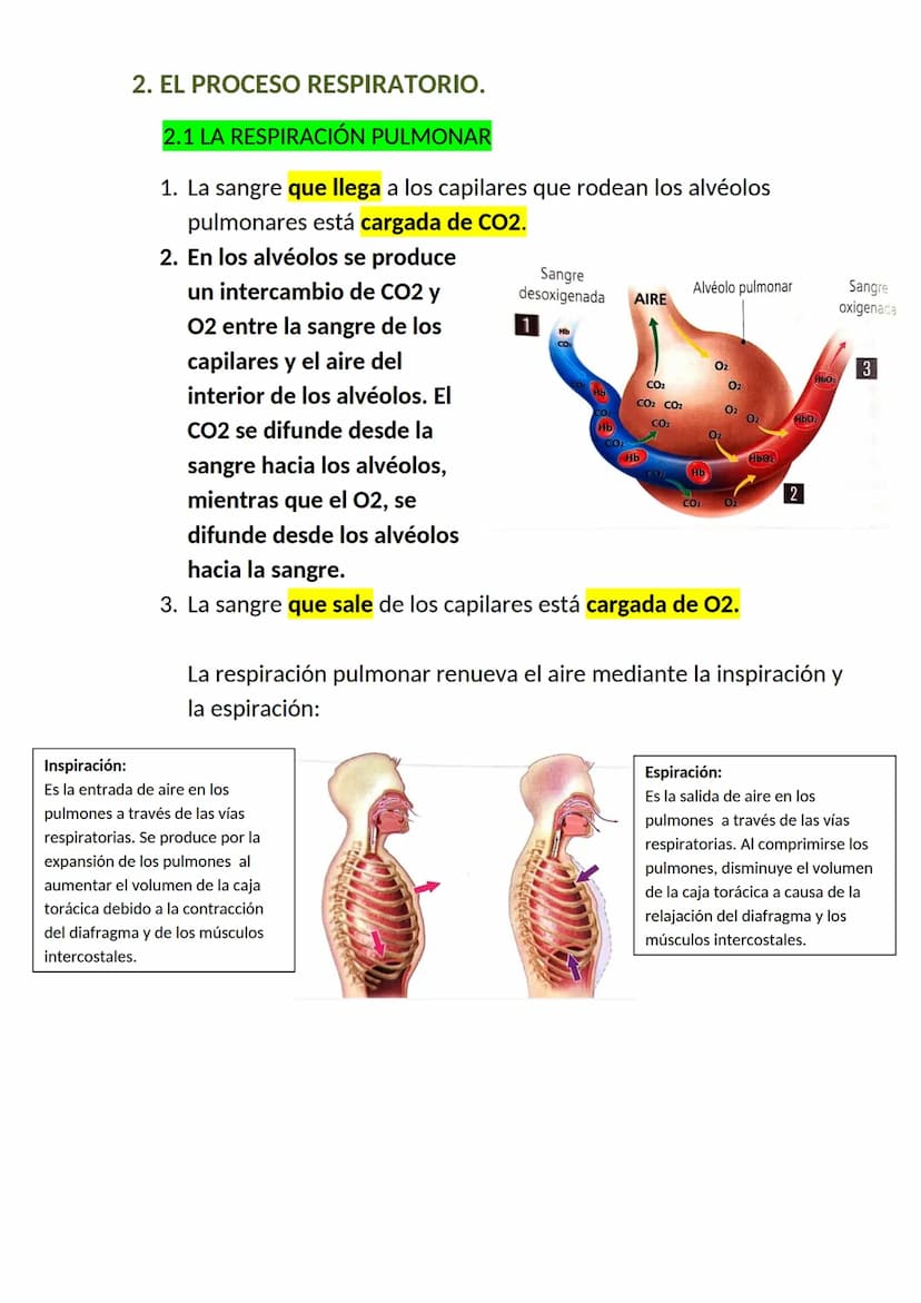 <h2 id="elaparatorespiratorioysuspartes">El aparato respiratorio y sus partes</h2>
<p>El aparato respiratorio es un conjunto de órganos que 