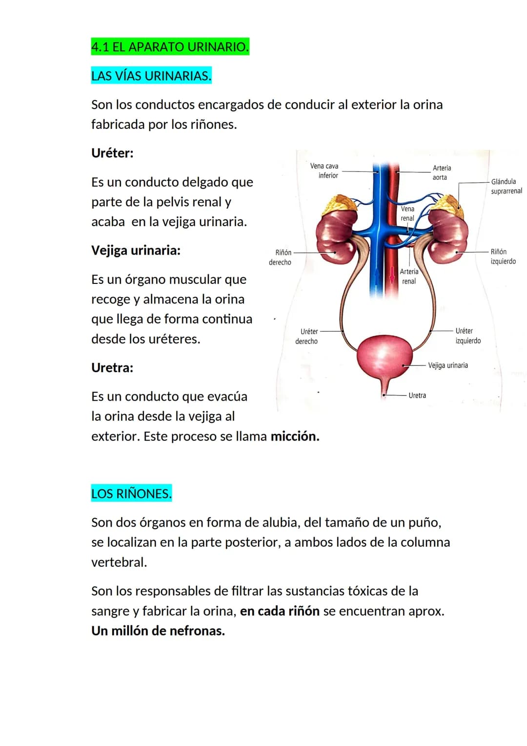 <h2 id="elaparatorespiratorioysuspartes">El aparato respiratorio y sus partes</h2>
<p>El aparato respiratorio es un conjunto de órganos que 