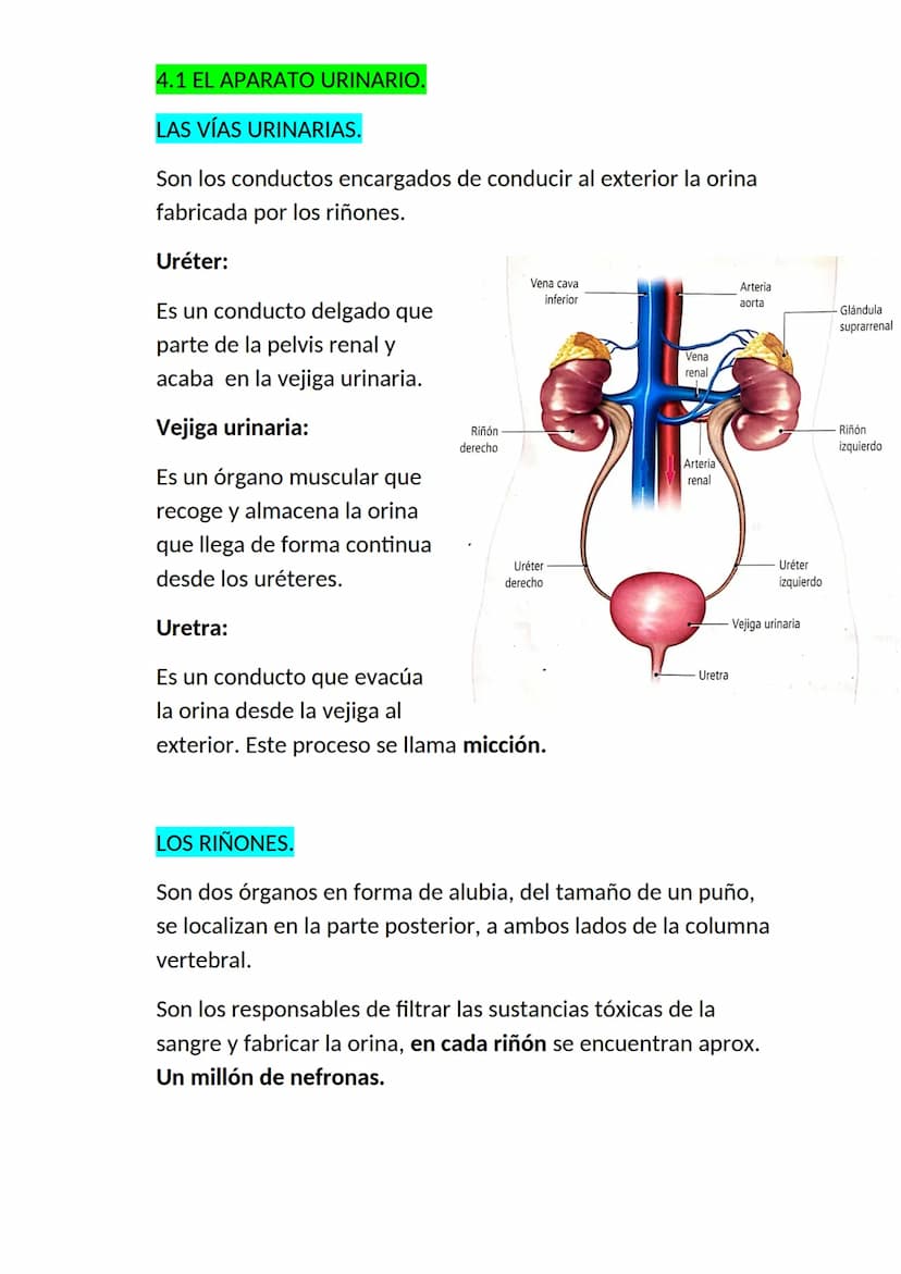 <h2 id="elaparatorespiratorioysuspartes">El aparato respiratorio y sus partes</h2>
<p>El aparato respiratorio es un conjunto de órganos que 