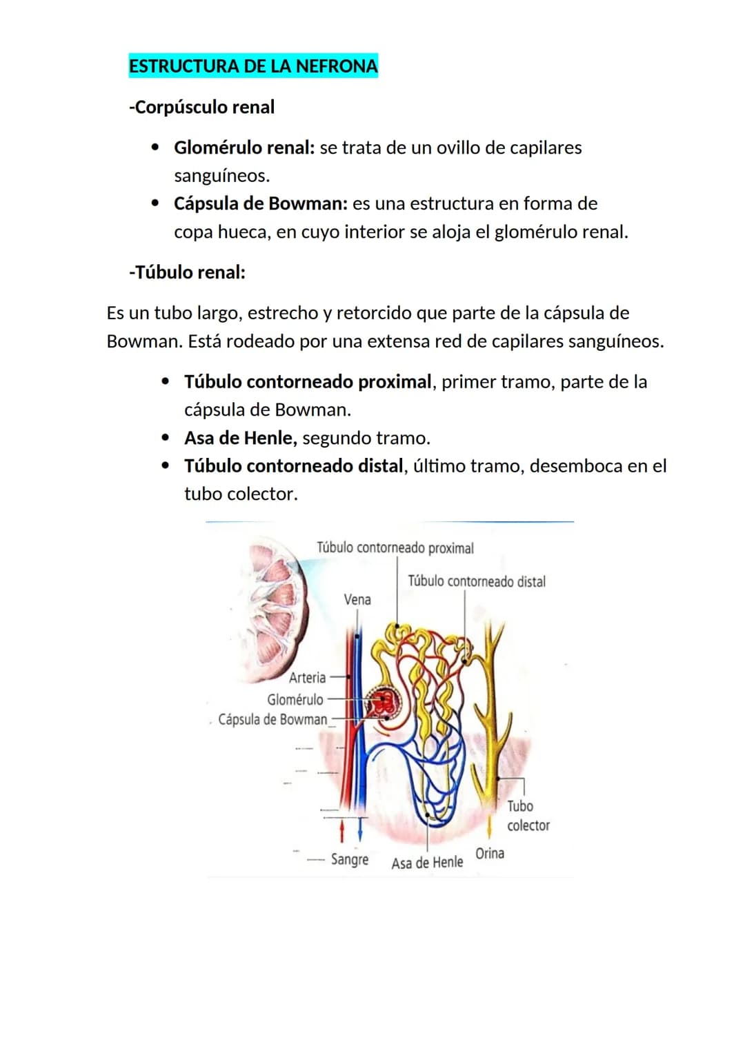 <h2 id="elaparatorespiratorioysuspartes">El aparato respiratorio y sus partes</h2>
<p>El aparato respiratorio es un conjunto de órganos que 