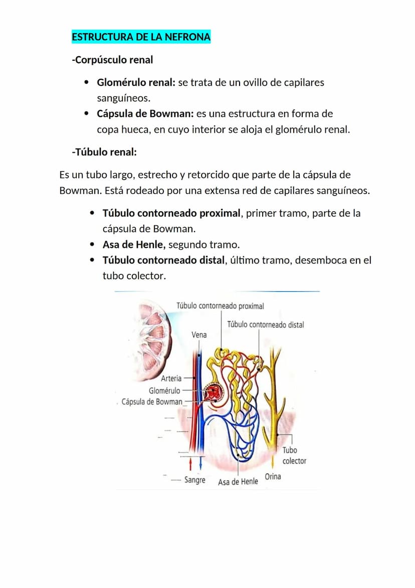 <h2 id="elaparatorespiratorioysuspartes">El aparato respiratorio y sus partes</h2>
<p>El aparato respiratorio es un conjunto de órganos que 