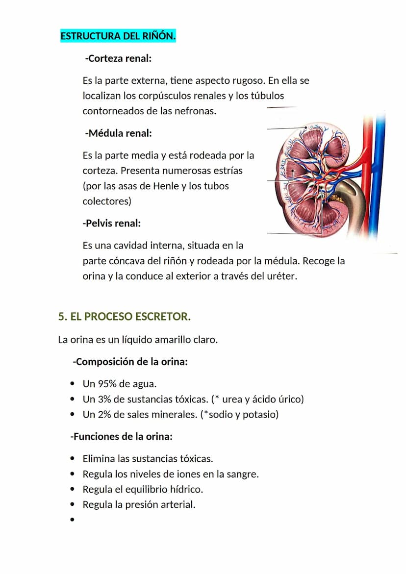 <h2 id="elaparatorespiratorioysuspartes">El aparato respiratorio y sus partes</h2>
<p>El aparato respiratorio es un conjunto de órganos que 