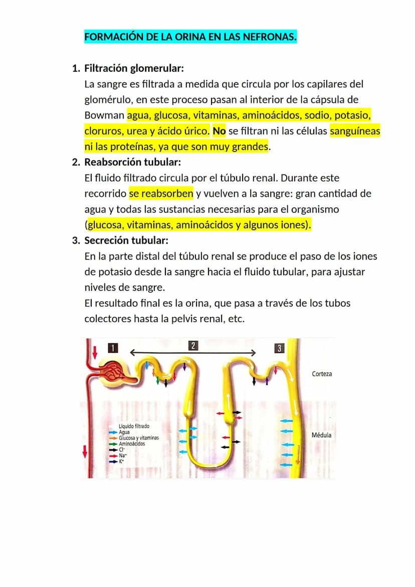 <h2 id="elaparatorespiratorioysuspartes">El aparato respiratorio y sus partes</h2>
<p>El aparato respiratorio es un conjunto de órganos que 