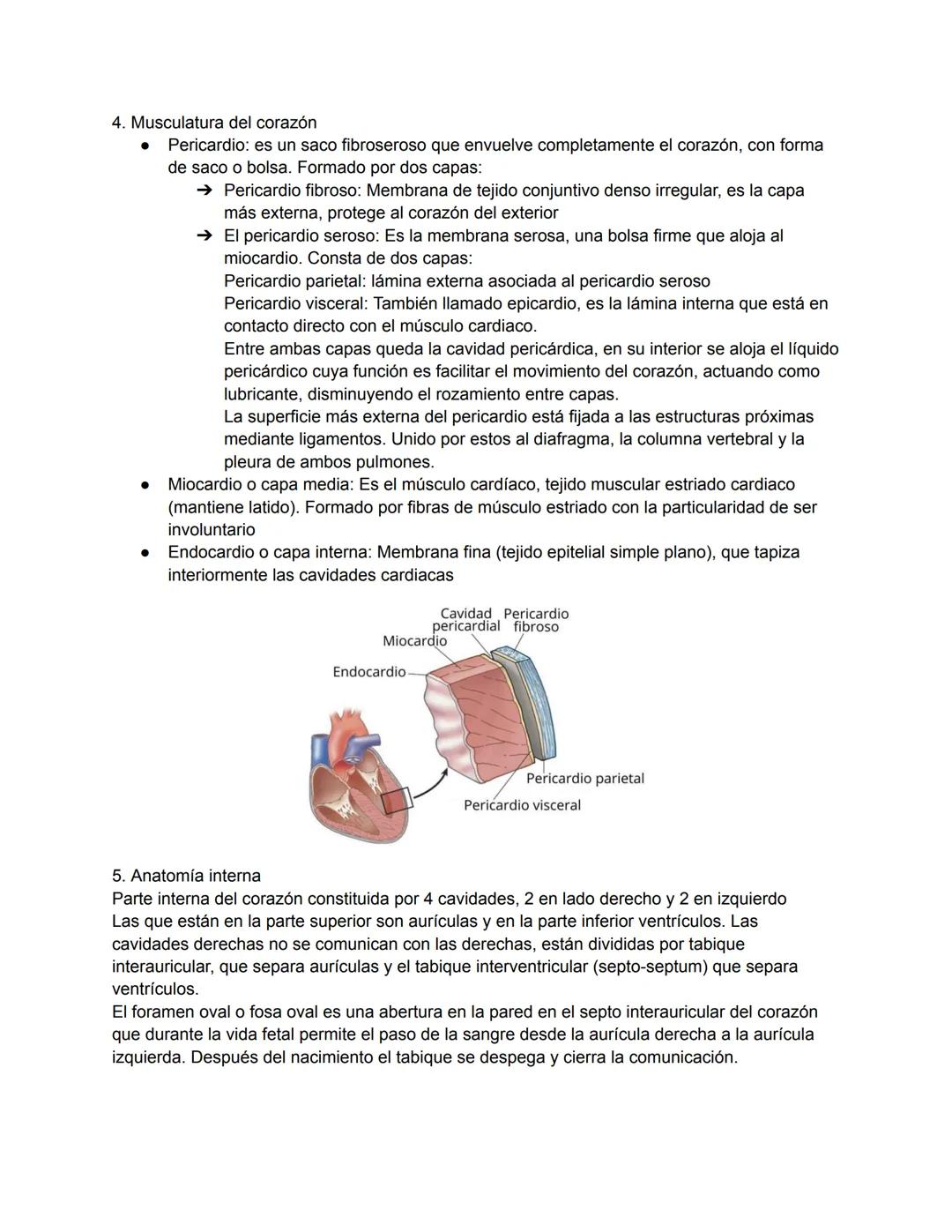 # 1. TEMA 3: EL SISTEMA CARDIOVASCULAR
1. Anatomía del sistema cardiovascular:
Función: Hace llegar día y noche los nutrientes y el oxígeno 
