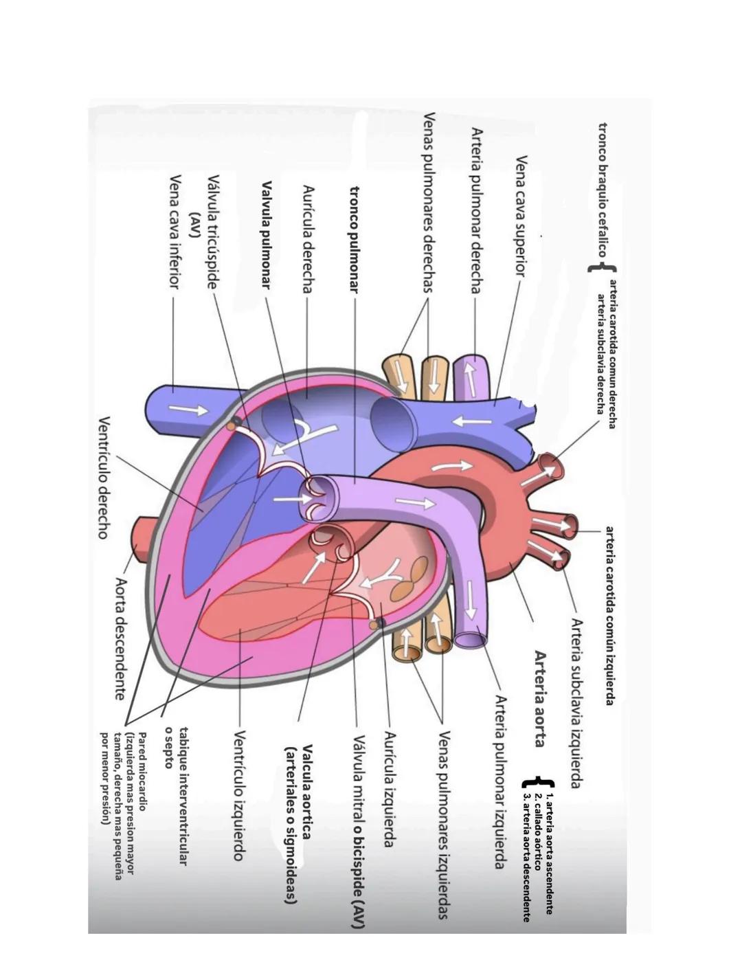 # 1. TEMA 3: EL SISTEMA CARDIOVASCULAR
1. Anatomía del sistema cardiovascular:
Función: Hace llegar día y noche los nutrientes y el oxígeno 