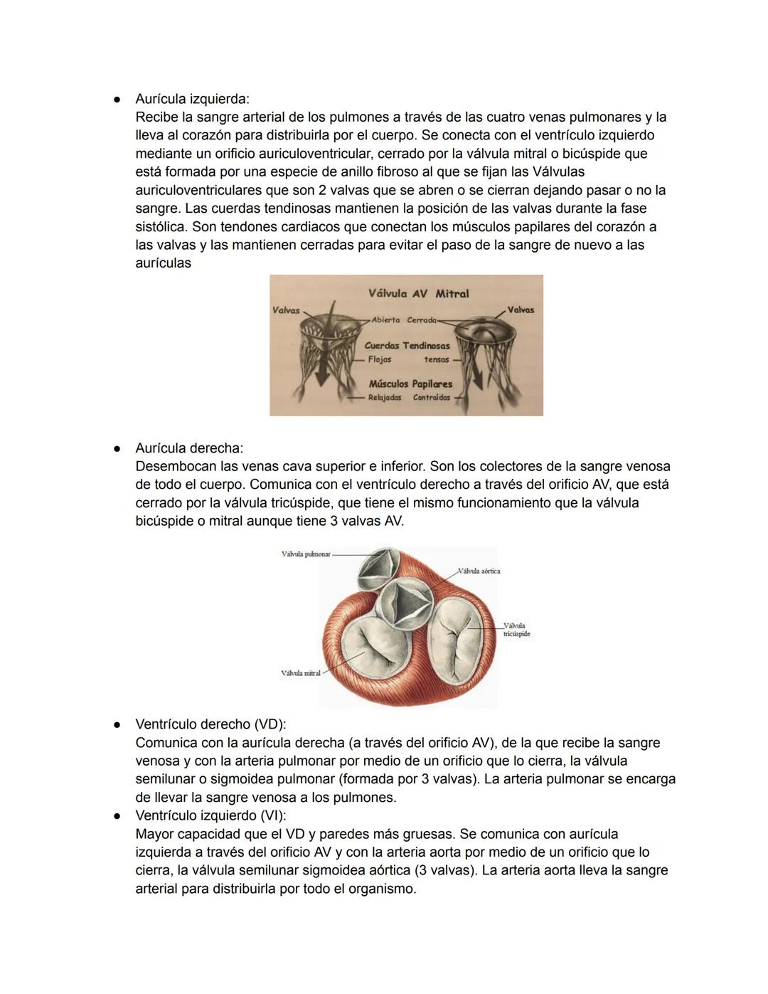 # 1. TEMA 3: EL SISTEMA CARDIOVASCULAR
1. Anatomía del sistema cardiovascular:
Función: Hace llegar día y noche los nutrientes y el oxígeno 