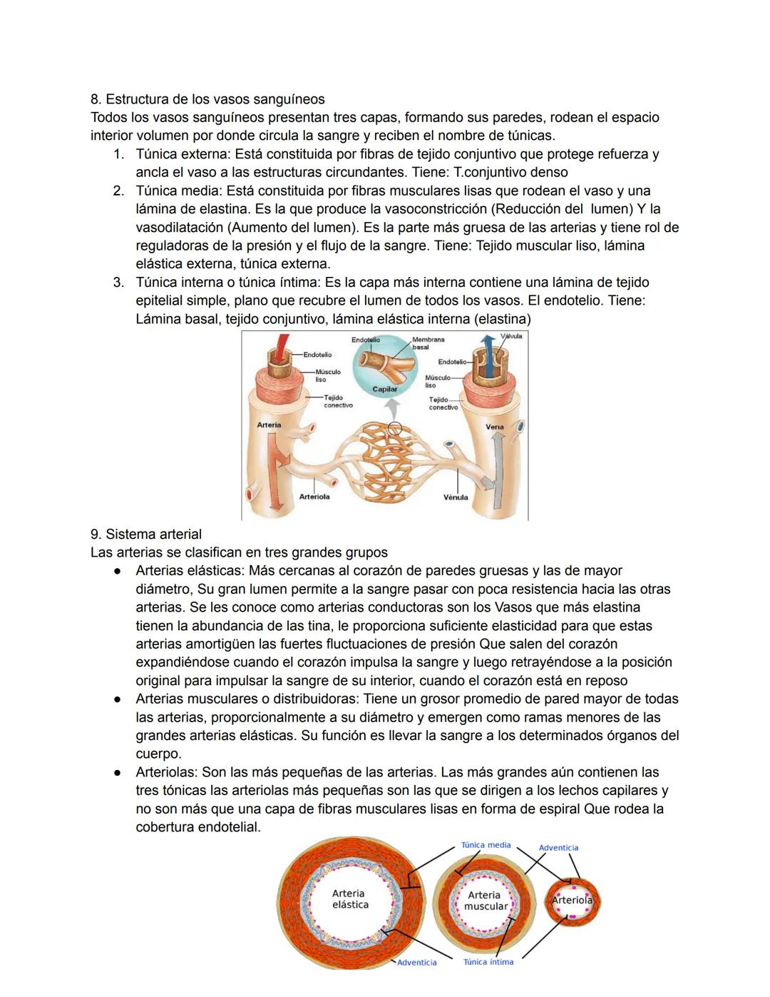 # 1. TEMA 3: EL SISTEMA CARDIOVASCULAR
1. Anatomía del sistema cardiovascular:
Función: Hace llegar día y noche los nutrientes y el oxígeno 