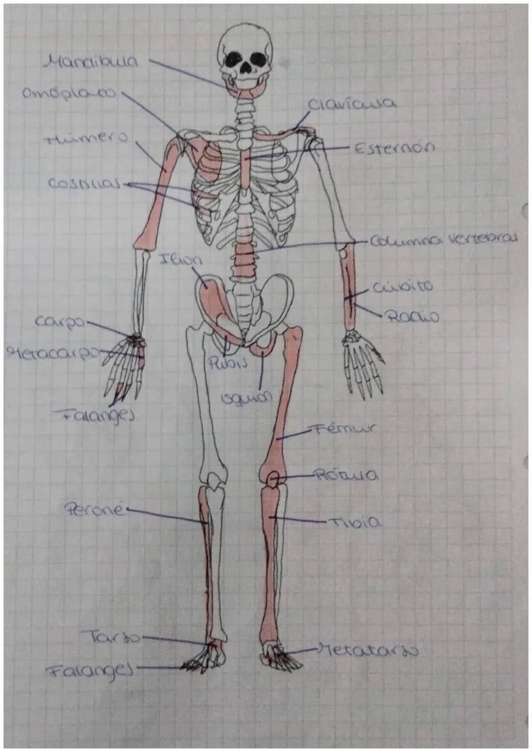 FUNCIÓN DE
biologia: RELACIÓN
Definición: La función de relación es aquella que permite
a los seres vivos detectar
cambios
tanto del medio i