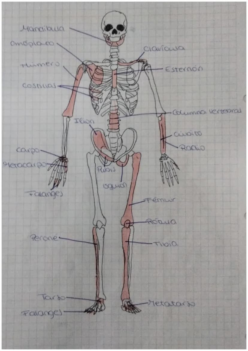FUNCIÓN DE
biologia: RELACIÓN
Definición: La función de relación es aquella que permite
a los seres vivos detectar
cambios
tanto del medio i