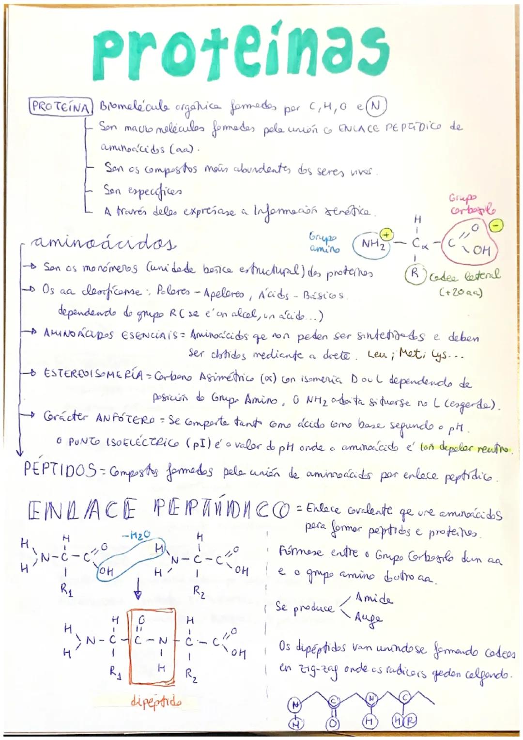 Proteínas
[PROTEÍNA) Biomelécule orgénice fermedes per C, H, 0 e(N)
Son macro nelécules formedes pele union & ENLACE PEPEDICO de
aminoacids 