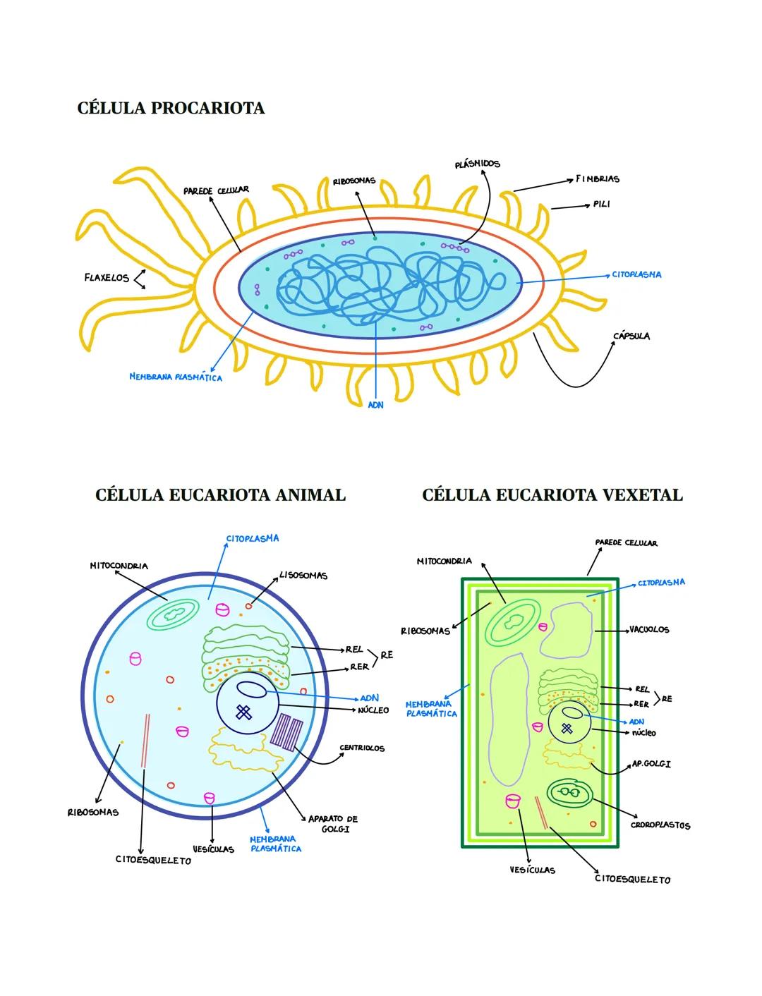 # CÉLULA PROCARIOTA

RIBOSOMAS

PLÁSHIDOS

FINBRIAS

PAREDE CELLVAR
PILI

FLAXELOS

000

8

MEMBRANA PLASMÁTICA

ADN

0000

CITOPLASMA

CÁPS