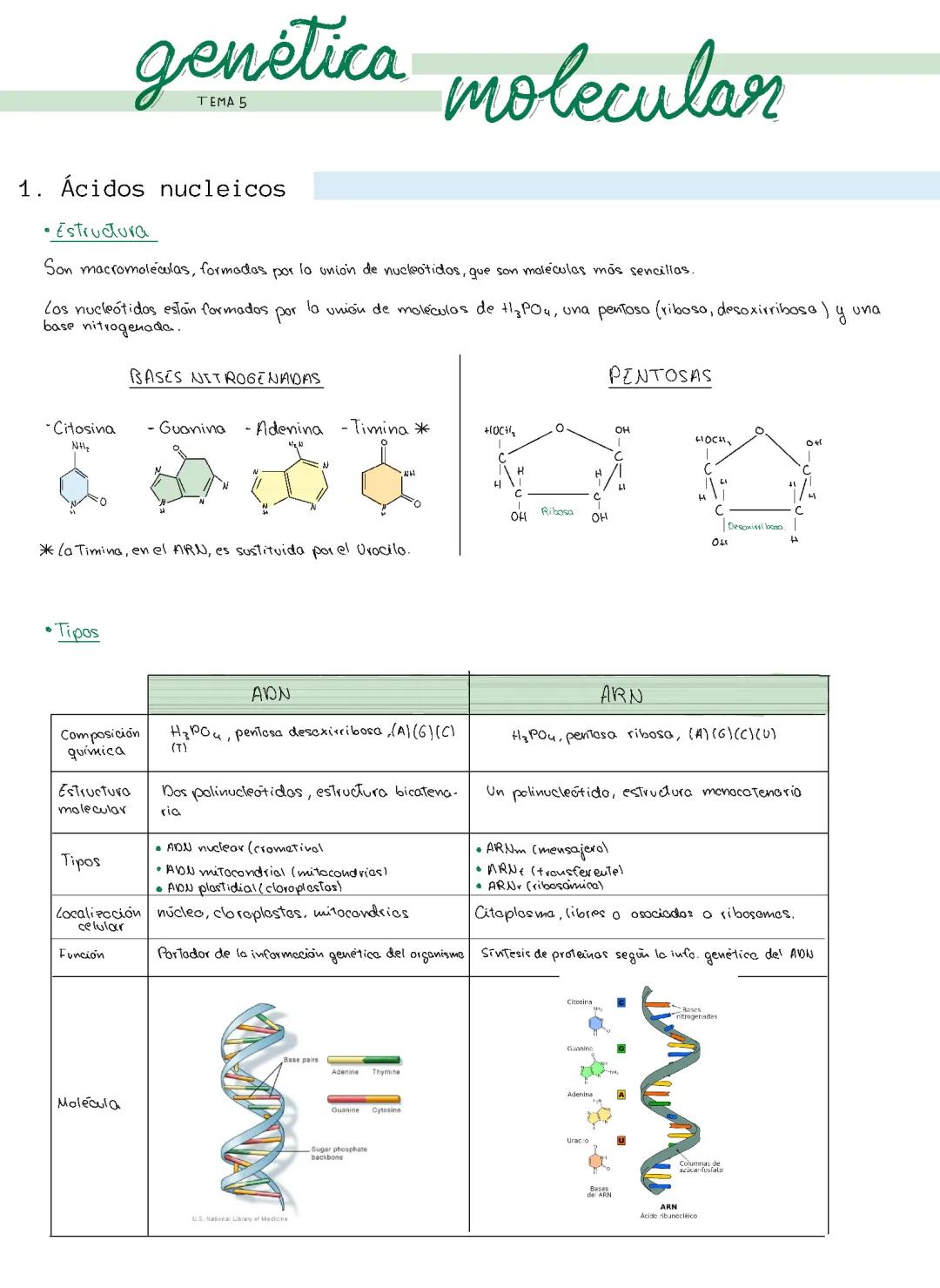 Todo sobre la Replicación, Transcripción y Traducción en Biología para Bachillerato