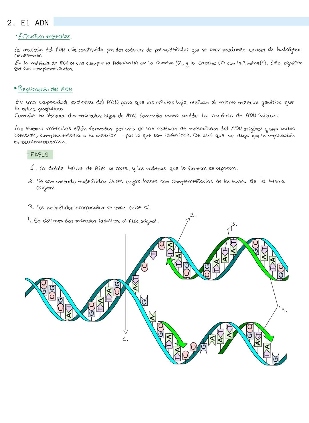 
<p>Los ácidos nucleicos son macromoléculas formadas por la unión de nucleótidos, que son moléculas más sencillas. Los nucleótidos están com